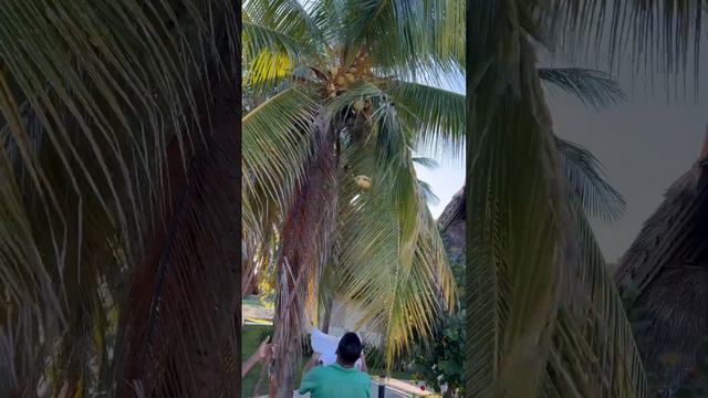 Cuba 🇨🇺 ЗАВАЛЕНА КОКОСАМИ #Варадеро#2024🌴Hotel Sirenis Tropical смотреть онлайн
