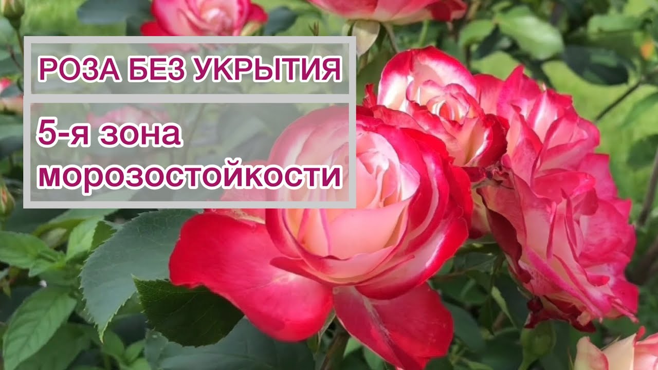 Не укрываю РОЗУ Жубиле дю принц де Монако | rose Jubile du Prince de Monaco смотреть онлайн