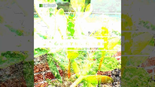 Опунция Приземистая, Семена смотреть онлайн