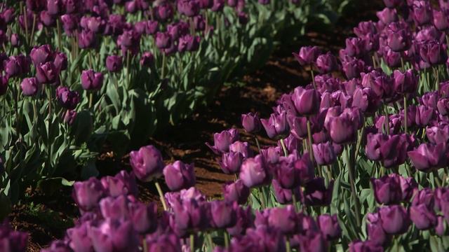 Saigon - Tulip  🌷🌷🌷  Vdqbulbs.com.au