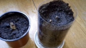 Як правильно садити ТУБЕРОЗУ