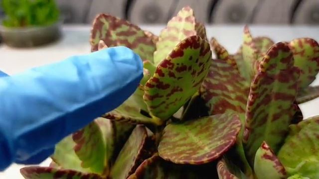 10 Tiger Kalanchoe Humilis Succulent Care Guide | 다육식물 多肉植物 Suculentas смотреть онлайн