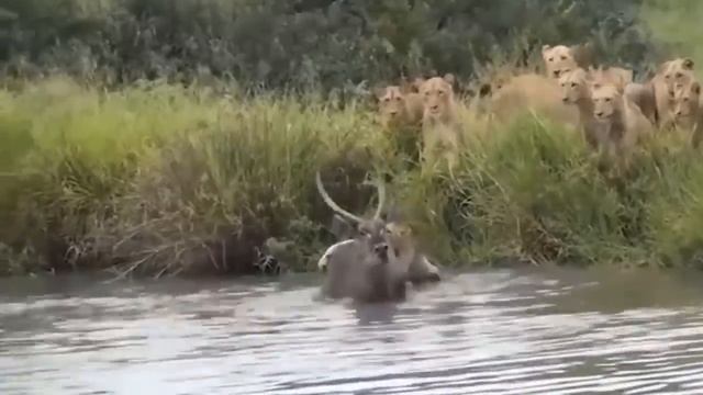 Aghast!! 7 Dogs Trying To Save Their Friend Being Swallowed By Python, What Will Be The Result? смотреть онлайн