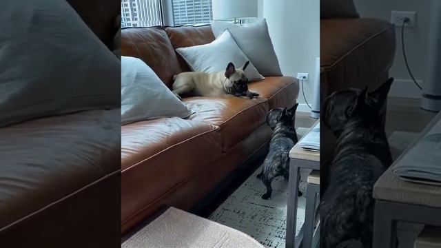 Рога-лучшее, для бульдогов. смотреть онлайн