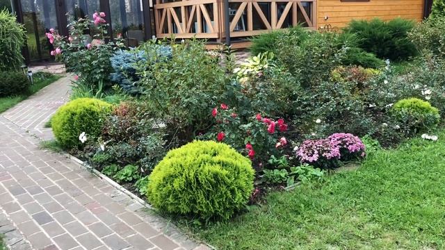 Клумба с шаровидной туей Мириам и почвопокровной розой Си Фоум . смотреть онлайн