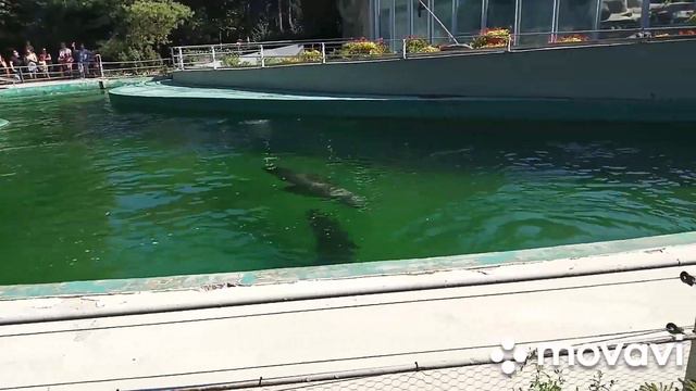 Выступление морских котиков в зоопарке в Будапеште. смотреть онлайн
