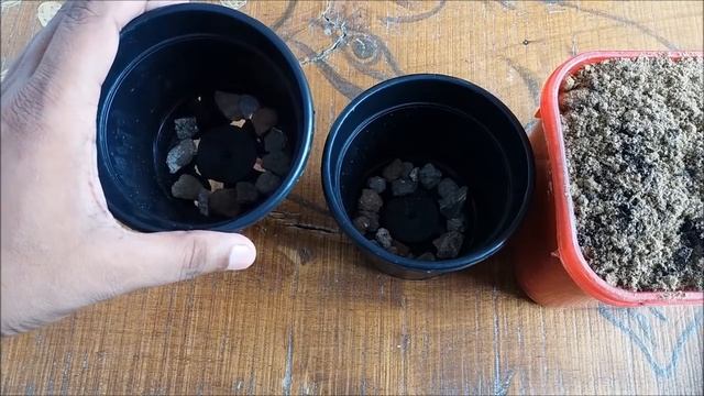 How to Grow Black Plum / Jamun From Seeds ( with updates) смотреть онлайн