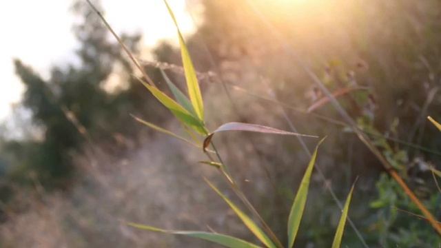 Пулковские высоты. Обсерватория смотреть онлайн