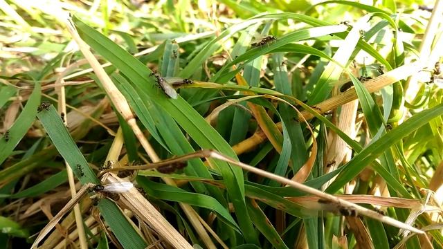 Массовый лёт муравьёв lasius niger в Сибири. Ants in nature ? 5 смотреть онлайн