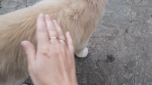 Домашний ВЛОГ #1. Машинка для стрижки, журнал Ya sew смотреть онлайн