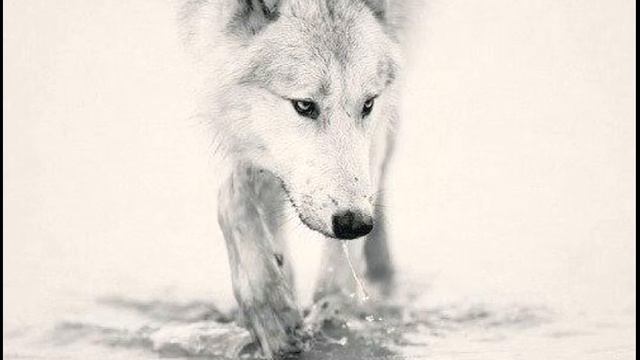 Немного Волков. Слайд шоу из Картинок с Волками смотреть онлайн