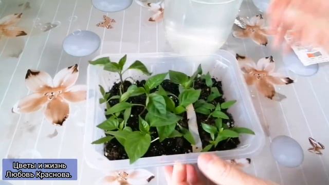 Перец рассада. Укрепляем корневую. смотреть онлайн
