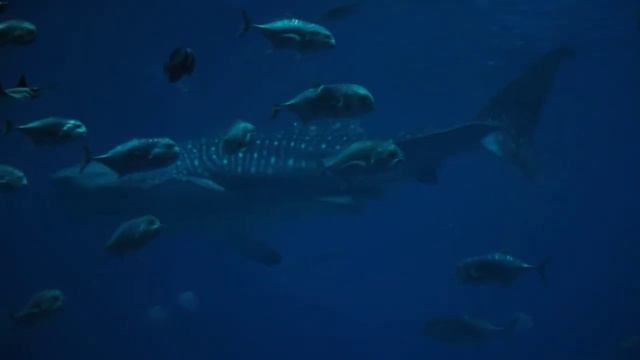 Shark in water-4k |short video |relax your mind |YouTube audio library смотреть онлайн