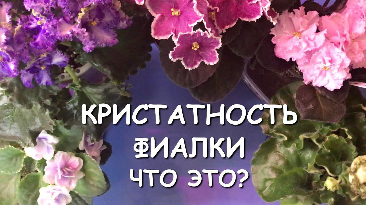 Кристатность фиалки