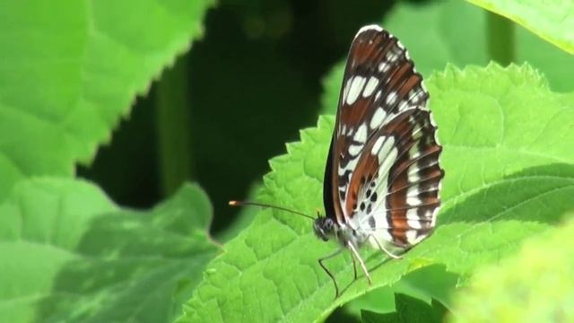 ポール・スミザー　Triteleia laxa cv. Queen Fabiola　トリテレイア ラクサ смотреть онлайн