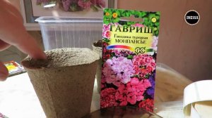 Турецкая гвоздика (сеем семена на рассаду). Dianthus.