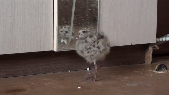 Голубь Райс и Компания