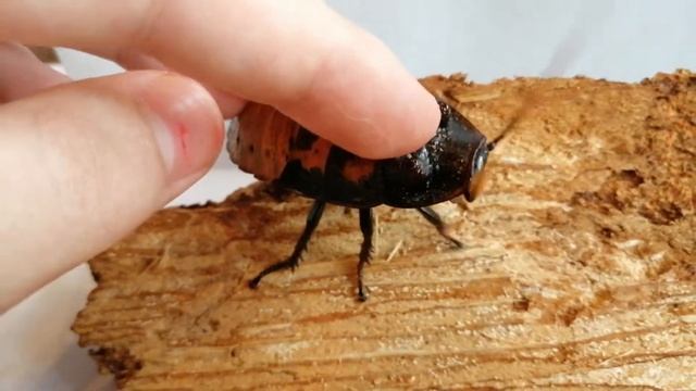 Мадагаскарский таракан шипит как зверь (Gromphadorhina portentosa) смотреть онлайн