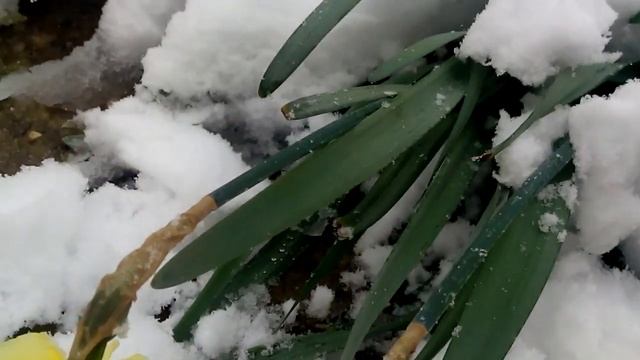Желтые цветы в снегу смотреть онлайн