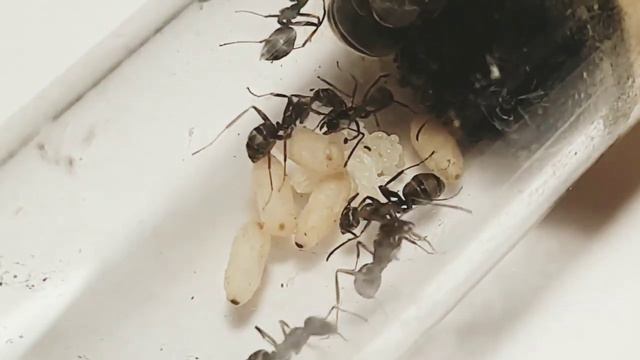 Formica fusca НАЧАЛО ИМПЕРИИ! ЖИЗНЬ ПОСЛЕ ЗИМОВКИ смотреть онлайн