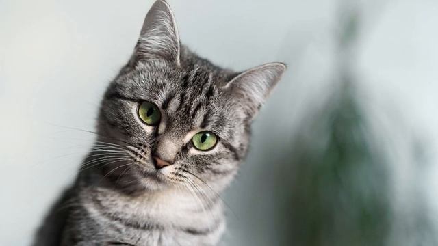 Cat PRICE LIST Philippines | Cartimar Pet Shops (2020) смотреть онлайн