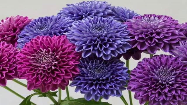 Scientists engineers: genetically the first blue chrysanthemum in the world. смотреть онлайн
