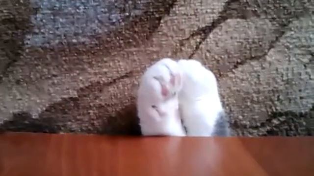 Лапки кота смотреть онлайн