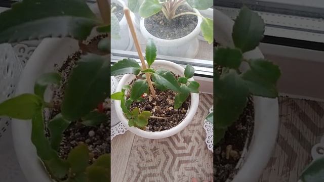 Каланхое лечебный цветок. Что с ним делать? смотреть онлайн