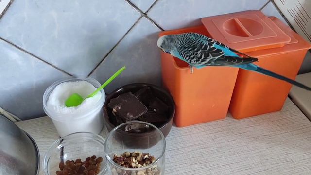 есть много сахара вредно! волнистый попугай Eating A Lot Of Sugar Is Bad! Wavy Parrot 糖吃多了不好！波浪鹦鹉