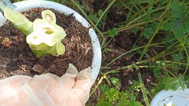 как вырастить брокколи из магазина   #вечная_брокколи #брокколи_в_горшке #брокколи_из_ствола