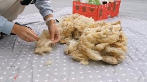 Как стирать овечью шерсть. Как стираю её я.