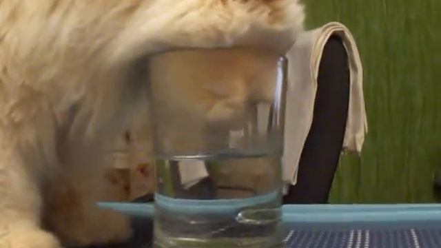 Толстый кот Сёма пьет из кружки смотреть онлайн