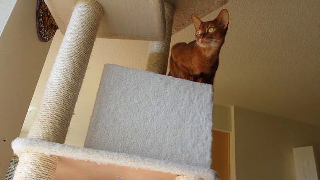 Emma Abyssinian смотреть онлайн
