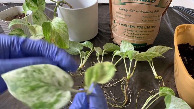 Repotting my propagated and trailing Marble Queen Pothos 🌱 смотреть онлайн