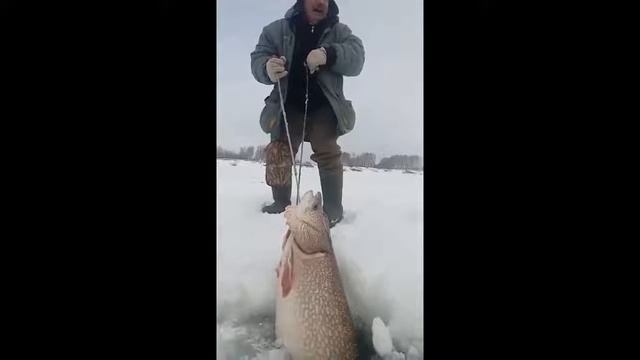 Щука монстр зимой смотреть онлайн