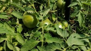 Сорта томатов - ранние, зреют на кустах в открытом грунте Сибири