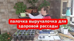 Активированный уголь – незаменимый препарат для рассады и комнатных растений.