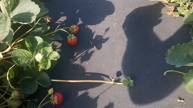 Клубника ПОРТОЛА! Новинка с крупной ягодой! смотреть онлайн