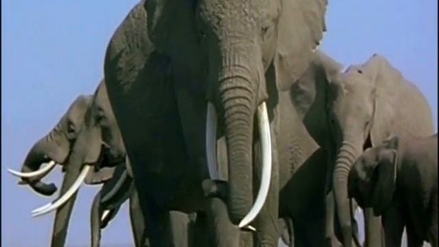 Заставка к началу урока по математике. "Живая математика" 2-3 класс смотреть онлайн