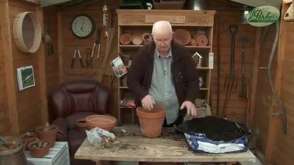 How to Plant Nerines: Summer Garden Guide