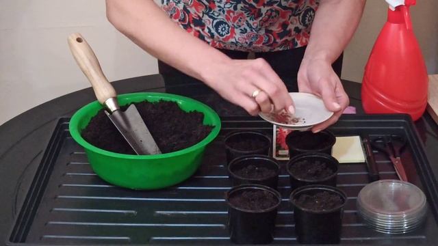 Как сеять сальвию на рассаду, чтобы вырастить красивые цветы смотреть онлайн