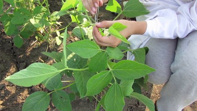 Селекция растений.