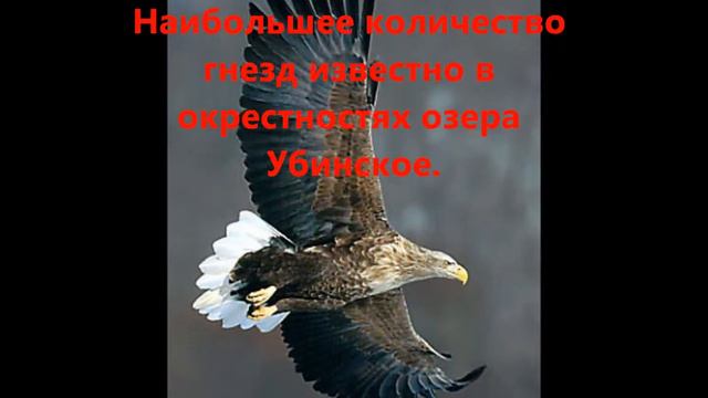 Они нуждаются в защите.wmv смотреть онлайн