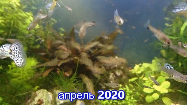 Кочка из Криптокорины Нури продолжительность жизни смотреть онлайн
