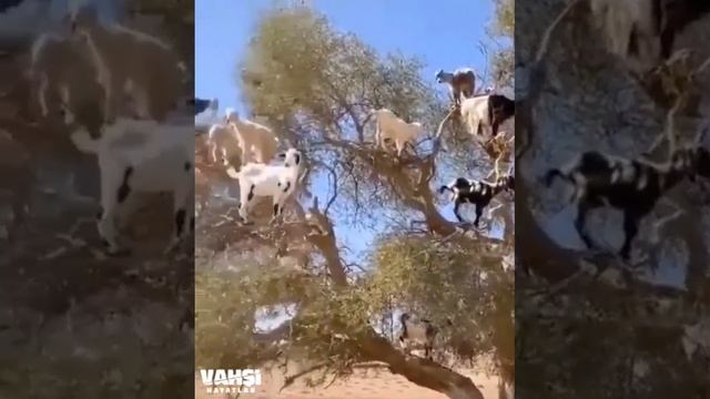 Козы на дереве смотреть онлайн