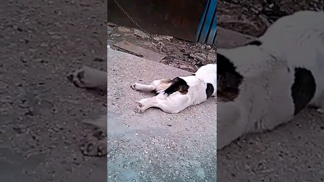 Собака из омона смотреть онлайн