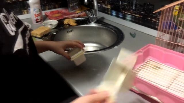 Уход за попугаем , уборка клетки у волнистого попугая смотреть онлайн