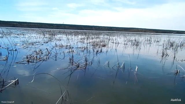Ловля крупного карася на озере (отчет 11.05.2017г.) смотреть онлайн