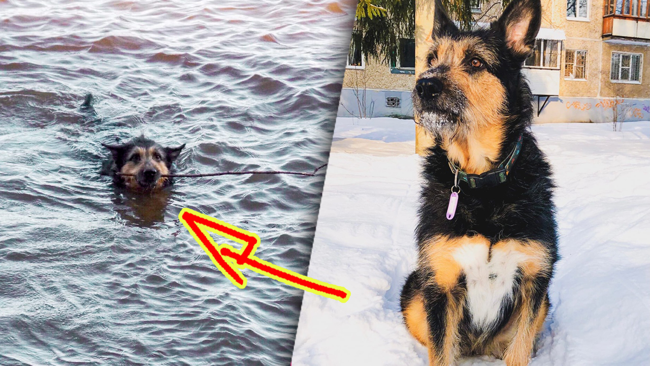 Беременная овчарка в один миг стала бездомной. И рожать щенков ей пришлось в старом гараже… смотреть онлайн