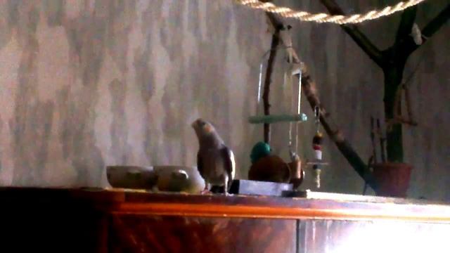 Корелла учится говорить. Первое слово Декстера смотреть онлайн